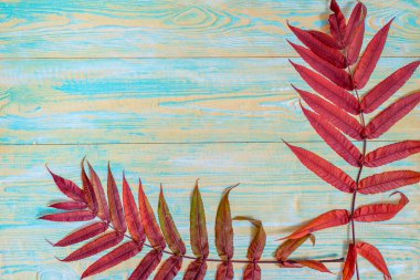 Güzel akçaağaç yaprakları. Eski mavi ve sarı ahşap arka plan. Kırmızı yapraklar, parlak kart. Klasik renk tonu - sonbahar yaprakları konsepti sonbahar sezonu arka planında. Düz konum, üst görünüm kopyalama alanı.