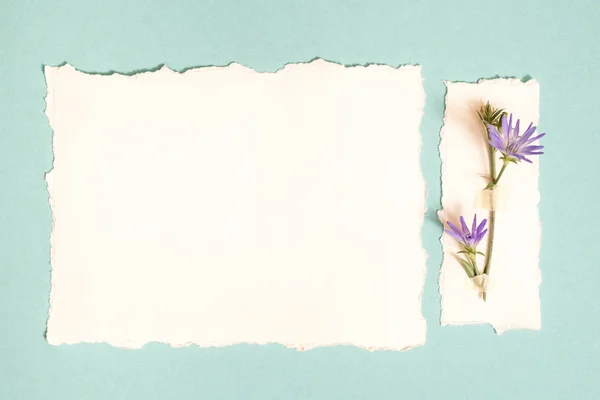 Heilkräuter. Klee vor rosa Hintergrund, Postkarte, zerrissenes Papier. botanys.top Ansicht, Kopierraum, flache Lage. — Stockfoto