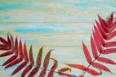 Güzel akçaağaç yaprakları. Eski mavi ve sarı ahşap arka plan. Kırmızı yapraklar, parlak kart. Klasik renk tonu - sonbahar yaprakları konsepti sonbahar sezonu arka planında. Düz konum, üst görünüm kopyalama alanı.