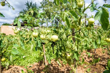 Bush yeşil domates tahta bir sopa, kendi sahasında yetişen organik gıda bağlı. Yaşam Köyü, Ukrayna