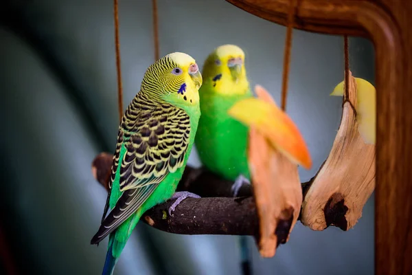 En papegoja rengör fjädrar. och äter ett äpple. Husdjursvård. Begreppet vitaminbrist hos fåglar.Budgerigar på en gren vid spegeln. Ljus exotisk bild — Stockfoto