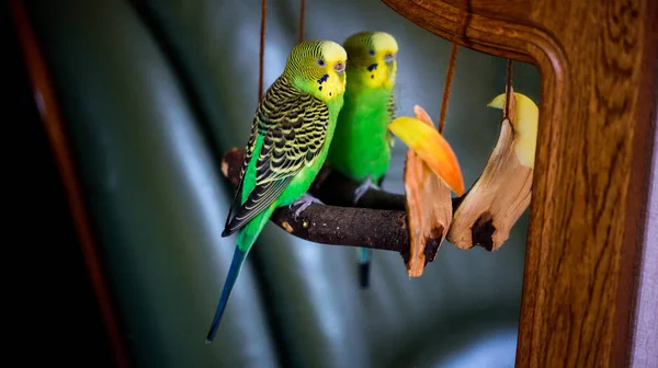 Un loro limpia plumas. y come una manzana. cuidado de mascotas. concepto de deficiencia de vitaminas en las aves.Budgerigar en una rama por el espejo. Imagen exótica brillante — Foto de Stock