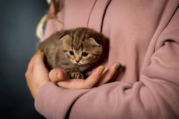 Braune Ingwer gestreifte süße Kätzchen in Tsudi auf schwarzem Hintergrund. Reinrassige Katze schottischer Rasse. Das Kätzchen liegt in den Händen des Besitzers. Katzen haben graue Augen — Stockfoto