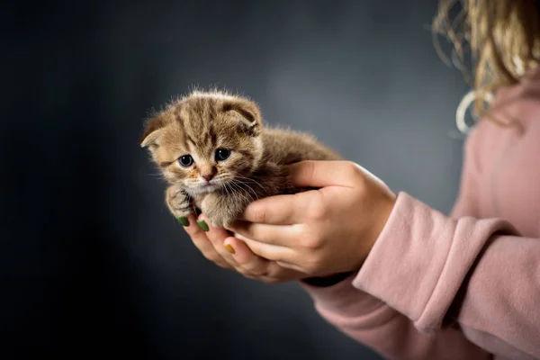 Braune Ingwer gestreifte süße Kätzchen in Tsudi auf schwarzem Hintergrund. Reinrassige Katze schottischer Rasse. Das Kätzchen liegt in den Händen des Besitzers. Katzen haben graue Augen — Stockfoto