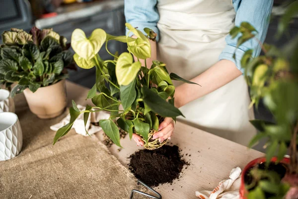 Linda chica jardinero manos trasplantar plantas exóticas interiores en macetas blancas en la mesa de madera. Concepto de jardín casero y plantación de flores en maceta con tierra y tierra . — Foto de Stock