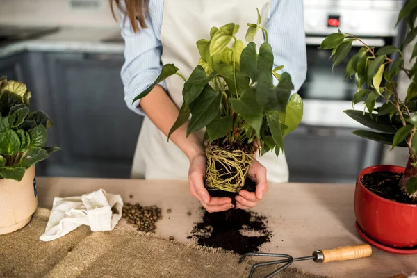 Linda chica jardinero manos trasplantar plantas exóticas interiores en macetas blancas en la mesa de madera. Concepto de jardín casero y plantación de flores en maceta con tierra y tierra . — Foto de Stock