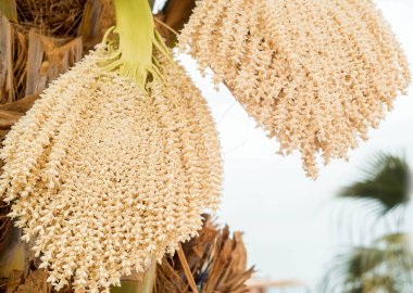 Tomurcuklanmış hurma ağaçları. Çiçekler ve meyveler. Güneşli bir gün. seyahat konsepti, deniz tatili ve seyahat