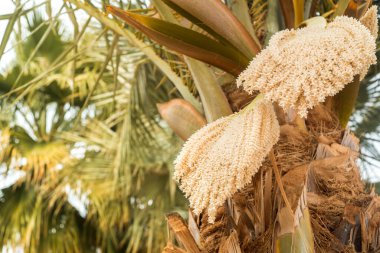 Tomurcuklanmış hurma ağaçları. Çiçekler ve meyveler. Güneşli bir gün. seyahat konsepti, deniz tatili ve seyahat