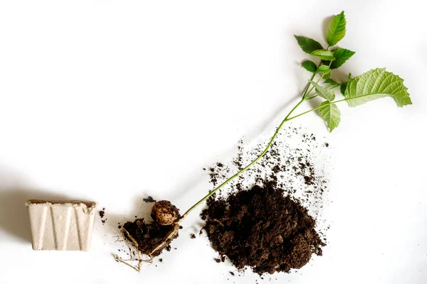 Moldura com ferramentas de jardim e mudas de pimenta. Noz, raízes e talo em um fundo branco. copos de solo e papel para planting.Spring verão season.Copy espaço . — Fotografia de Stock