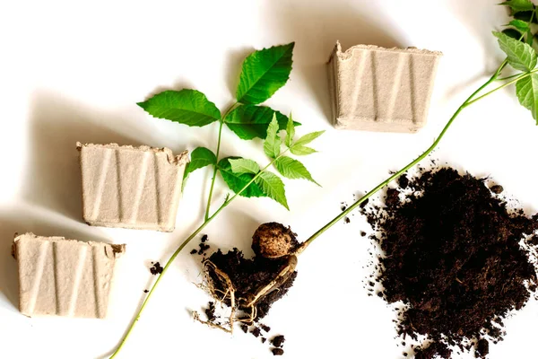 Moldura com ferramentas de jardim e mudas de pimenta. Noz, raízes e talo em um fundo branco. copos de papel e solo para plantação.Primavera temporada de verão . — Fotografia de Stock