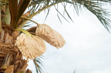 Ve hurma ağacının meyveleri ve güzel ağaçları. Yağmur ormanlarında deniz tatili. Kumsal, okyanus ve günbatımı. seyahat kavramı.