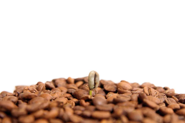 Zielona Roślina Maluszka Kiełk Kawy Wśród Ziaren Kawy Koncepcja Wzrostu — Zdjęcie stockowe