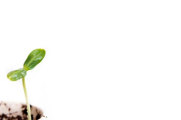 green baby plant.Business growth concept, personality