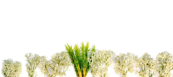 Stendardo Lungo Sea Fan Coral Coralli Marini Alghe Uno Sfondo — Foto Stock