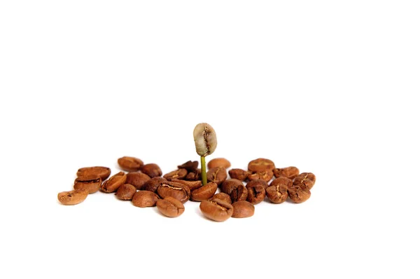 Fabrika Filizlenmesinden Büyüyen Kahve Filizleri Büyüme Kişisellik Bireysellik Bağımsızlık Kavramı — Stok fotoğraf