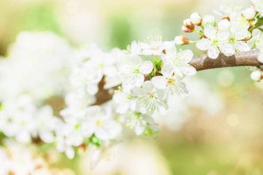 Kiraz çiçekleri, yakın plan, pembe çiçekli ağaç. Bahar konsepti.