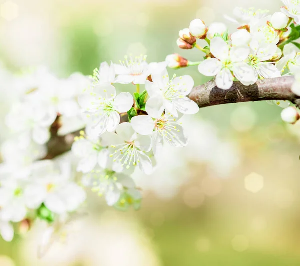 Kvetoucí Růžová Třešeň Sakura Jaře Zblízka Jarní Koncept — Stock fotografie