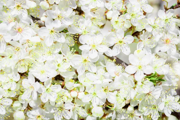 Flowering Pink Cherry Sakura Spring Close Spring Concept Cherry Flowers — Stock Photo, Image