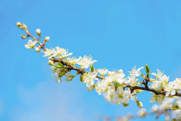 Kwiat Wiśni Błękitne Niebo Koncepcja Wiosny Wolności Bezchmurna Przyszłość Czyste — Zdjęcie stockowe