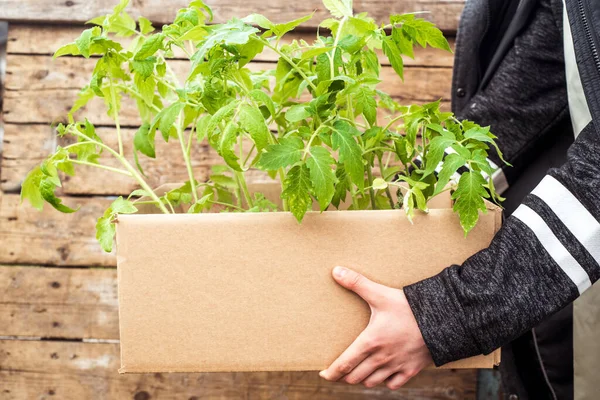 Caja Madera Con Pequeños Brotes Tomate Listos Para Sembrar Las — Foto de Stock