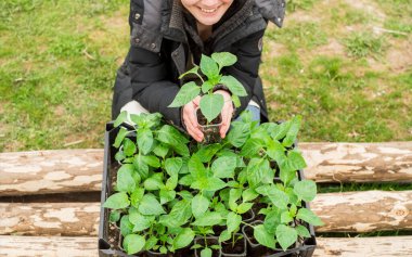 Tohumlar bir kutuda. Biber Tohumlarını Gösteren Kız.