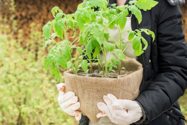 Şirin mutlu çiftçi kız elinde bitkilerle dolu büyük bir kutu tutuyor. Domates tohumları. Özen, pekin ve bitki aşılama..