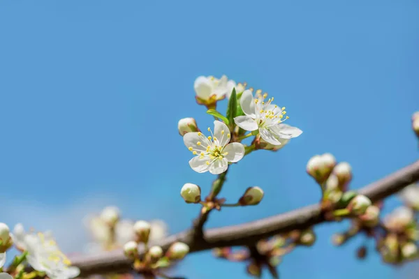 Białe Kwiaty Wiśni Wiosna Kwitnie Drzewo Gałęzie Pod Błękitnym Niebem — Zdjęcie stockowe
