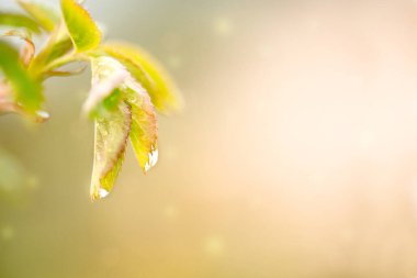 Doğayla baş başa güzel bir bahar kartı. Sabah yağmurundan sonra taze yeşillikler. Su yapraklara damlıyor. Yeşil arka plan, bulanık bokeh. Art, makroyu kapat. Parlak ışık. Gökkuşağı renkleri