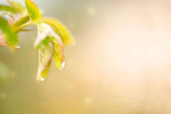 Krásné Jarní Letní Přání Přírodou Čerstvá Zeleň Ranním Deště Voda — Stock fotografie