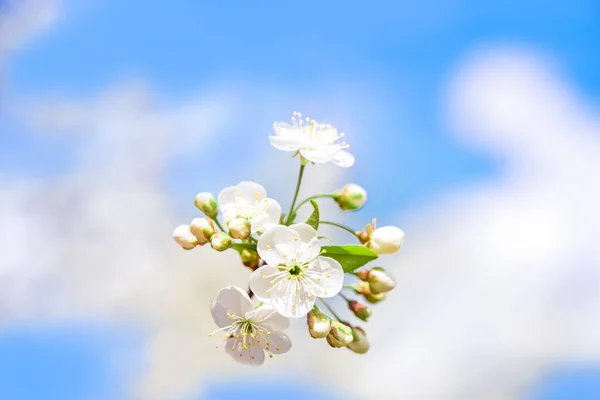 Kwitnąca Biała Wiśnia Wiosenna Kartka Niebieskie Niebo Tło Rozmyty Bokeh — Zdjęcie stockowe
