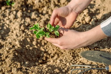 Talimatlar adım adım yataklara sebze ekmektir. Çiftçi bir kızın elleri toprağa taze sebze eker. Toprağı gevşet, çukur kaz. Dikkat edin, toplayın, tarlada ekinlerinizi sulayın.