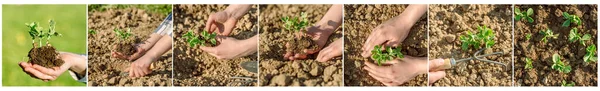 Collage, plantering uppsamling.Instruktioner steg för steg plantera grönsaker på sängar. Händer av en bonde flicka plantera färska grönsaker. Lossa jord, gräva en holeplant, vatten.Care, plocka, vattna. — Stockfoto