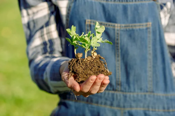 Μια αγρότισσα με τζιν φόρμα έχει ένα βλαστάρι με χώμα. φύτευση λαχανικών. Έννοια διατήρησης περιβάλλοντος — Φωτογραφία Αρχείου