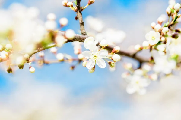 Kwiat jabłka wiosną. Kwitnienie, rozmyte tło bokeh. Piękna letnia kartka. Świeża przyroda o wschodzie słońca po deszczu.Zielone tło, błękitne niebo — Zdjęcie stockowe