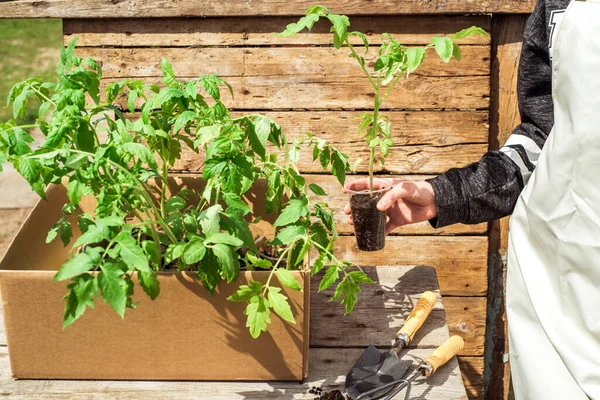 Joven adolescente cuidando brotes. Niña agricultora planta plántulas de verduras en el suelo. En las manos de una caja con plántulas de tomates y pimientos — Foto de Stock