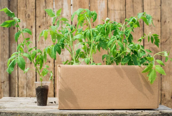 Caja con plantas. plántulas de verduras en las camas y en el invernadero. Primavera en el pueblo. Cuidado, recolección, plantación y riego de plántulas. Tomates y pimientos — Foto de Stock