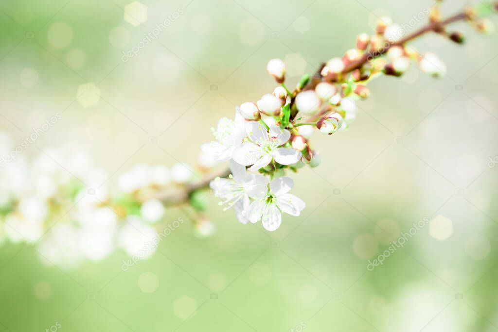 apple blossoms in spring.Spring flowering, blurred bokeh background. Beautiful summer card. Fresh nature at sunrise after rain.Green background, blue sky