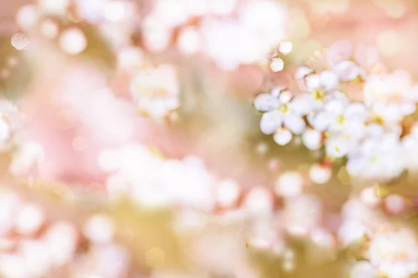 Żółty zielony różowy Blur bokeh tło. Wiosenne kwiaty się rozpraszają. Wiosenna kartka. letnie kwiaty. koncepcja sklepień, równości, lata i młodzieży.Światło bokeh światła. — Zdjęcie stockowe