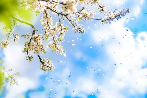 Blühende Weiße Kirsche Zarte Frühlingskarte Frische Frühlingsnatur Blauer Himmel Mit — Stockfoto