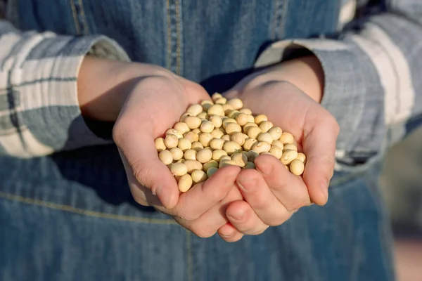 Hände Einer Bäuerin Mit Erbsensamen Gemüseanbau Der Erde Auf Dem — Stockfoto