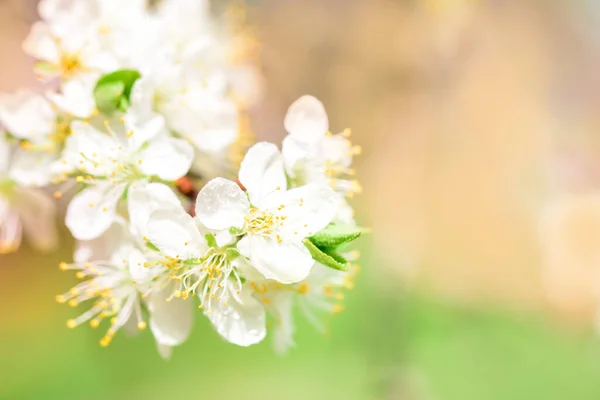 Kwitnąca Biała Wiśnia Wiosenna Kartka Różowy Rozmyty Bokeh Tło — Zdjęcie stockowe
