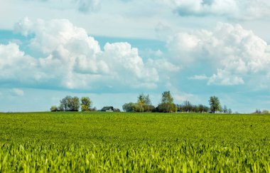 Horizon. Güzel sulu, genç bahar yeşil çimenleri olan yeşil alan. Buğday tarlası. Bulutlu mavi gökyüzü ve uzak bir köy, ahşap ev.