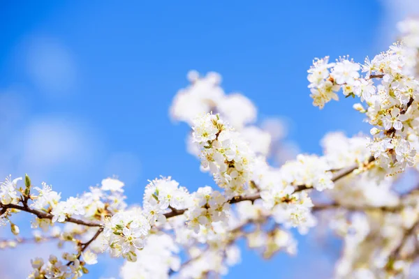 Pływające Latające Płatki Kwitnącej Wiśni Liście Spadają Drzewa Błękitne Niebo — Zdjęcie stockowe