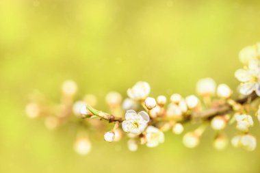 Beyaz çiçekli kiraz. Pembe bulanık bokeh arkaplan. Güzel doğa, çiçekler makro.