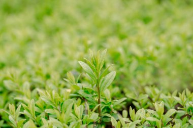 Bahar ya da yaz mevsimi soyut doğa arka planında çimenler, bokeh ışıkları. çalı kenarı