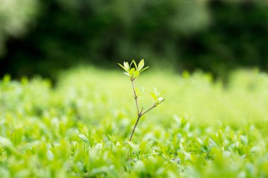 Tasarım elementi. Bahar yaz doğası. Sulu, yeşil çimenler. Çalı yapraklı tasarım için arka plan. Yeşillik çalı kenarı olan güzel bir arkaplan.