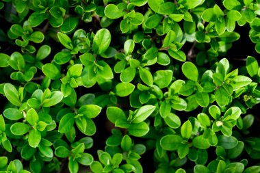 Çalı yapraklı tasarım için arka plan. Yeşilliği olan güzel bir doğa geçmişi var. Çalı Yaprakları