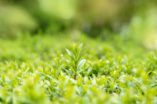 Jaro Nebo Léto Abstraktní Sezóna Příroda Pozadí Trávou Bokeh Světla — Stock fotografie