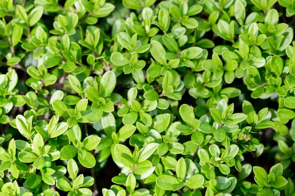 Bakgrund För Design Med Buskblad Vacker Natur Bakgrund Med Grönska — Stockfoto