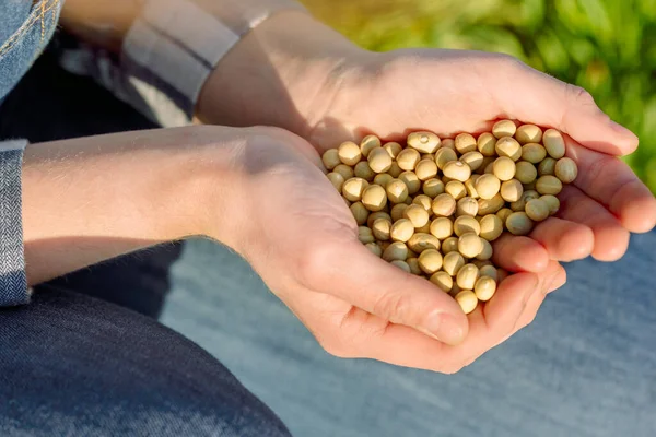 Hände Einer Bäuerin Mit Erbsensamen Gemüseanbau Der Erde Auf Dem — Stockfoto
